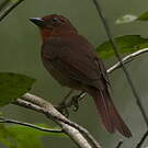Tangara à gorge rouge
