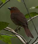 Tangara à gorge rouge