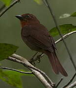 Red-throated Ant Tanager