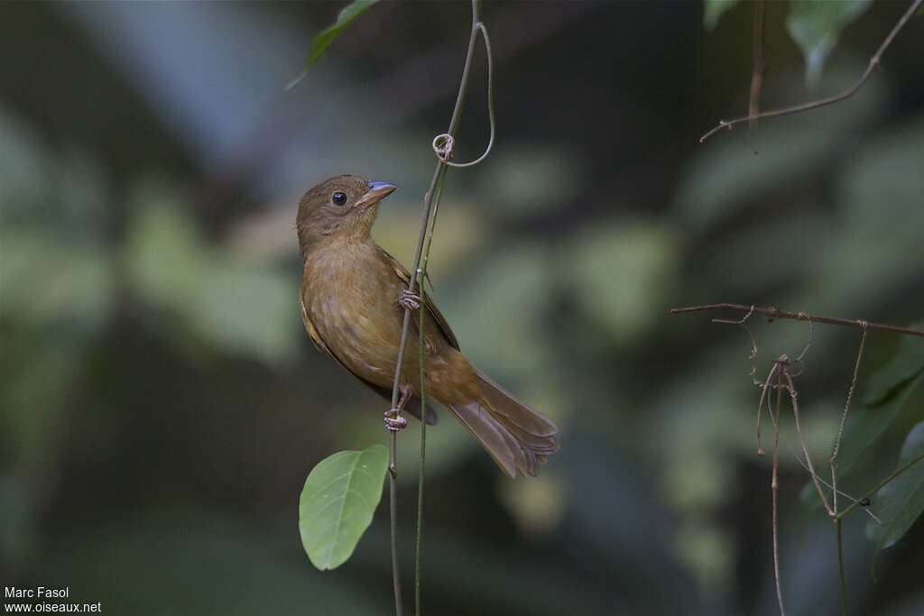 Tangara à gorge rouge1ère année, identification