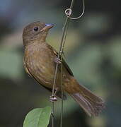 Red-throated Ant Tanager