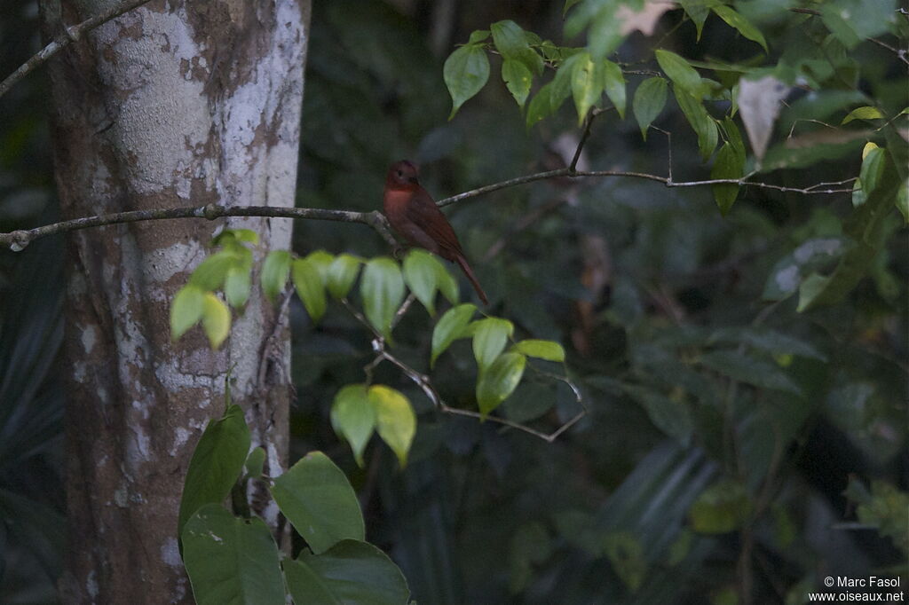 Red-throated Ant Tanager male adult, identification