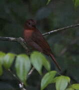 Red-throated Ant Tanager