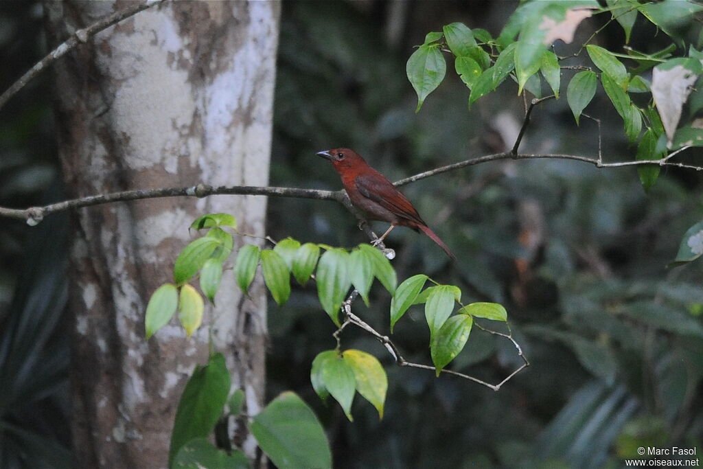 Red-throated Ant Tanager male adult, identification