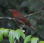 Tangara à gorge rouge