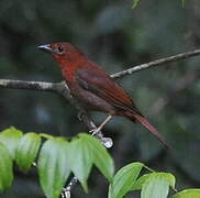 Red-throated Ant Tanager