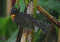 Black-cheeked Ant Tanager