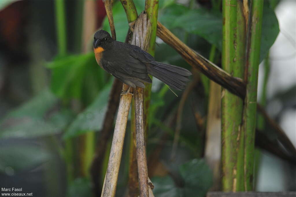 Tangara à joues noires mâle adulte, identification