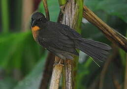 Black-cheeked Ant Tanager