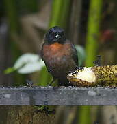 Black-cheeked Ant Tanager