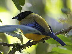 Black-chinned Mountain Tanager