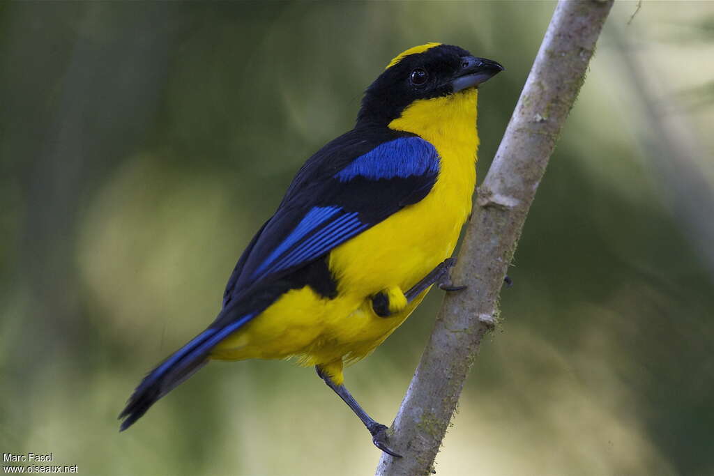 Tangara à nuque jauneadulte, identification