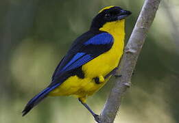 Blue-winged Mountain Tanager