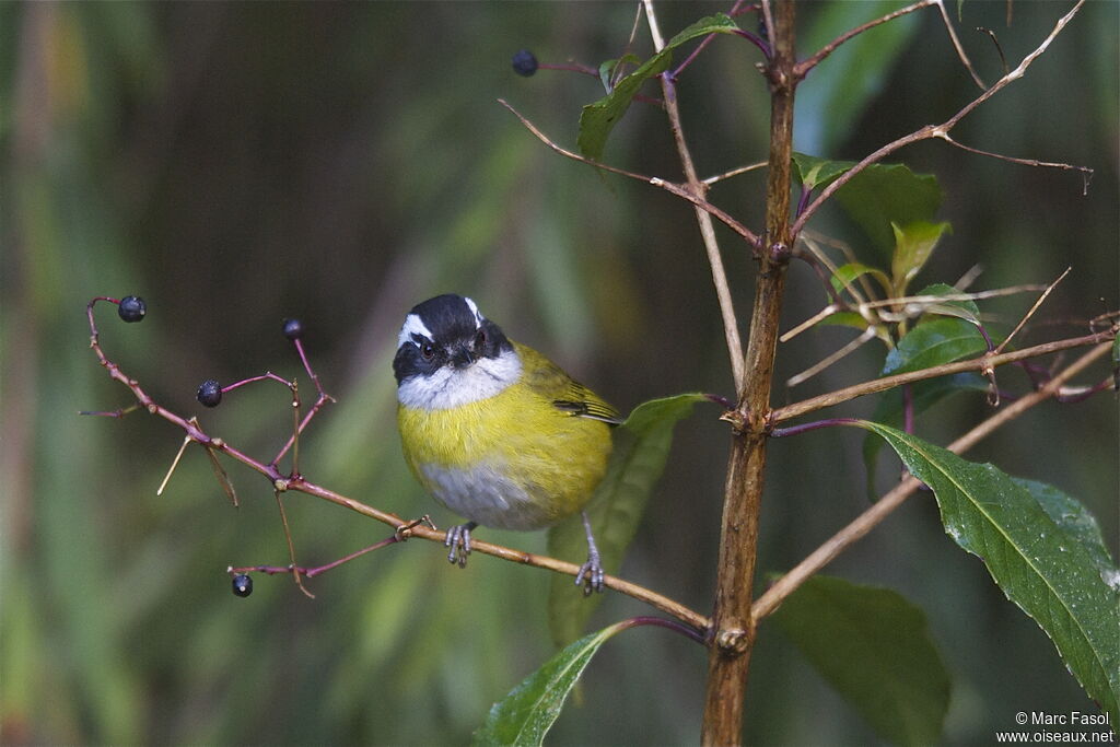 Sooty-capped Bush Tanageradult, identification