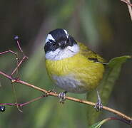 Sooty-capped Bush Tanager