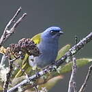 Tangara à tête bleue