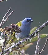 Blue-capped Tanager