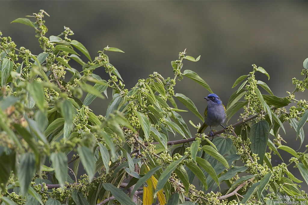 Tangara à tête bleueadulte, identification