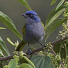 Tangara à tête bleue