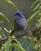 Blue-capped Tanager