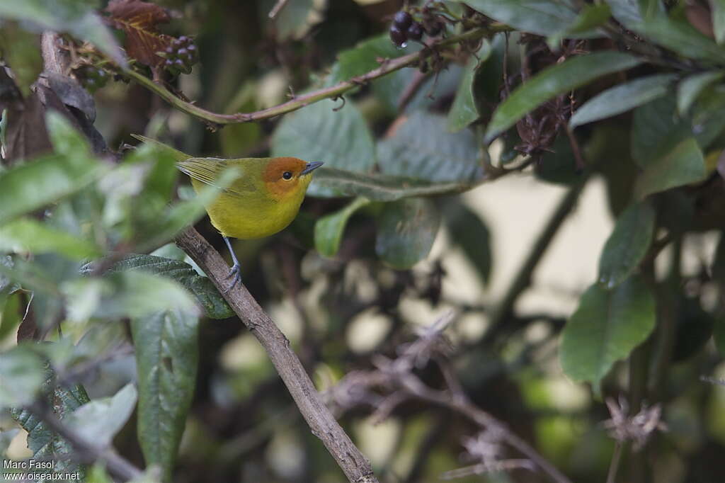 Rust-and-yellow Tanager male adult breeding, identification