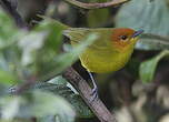 Tangara à ventre jaune