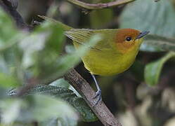 Rust-and-yellow Tanager