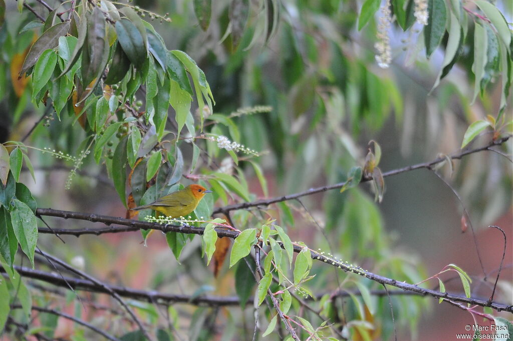 Tangara à ventre jauneadulte nuptial, identification