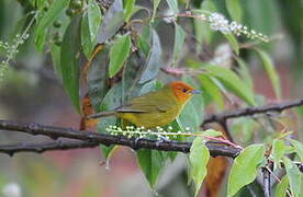 Rust-and-yellow Tanager