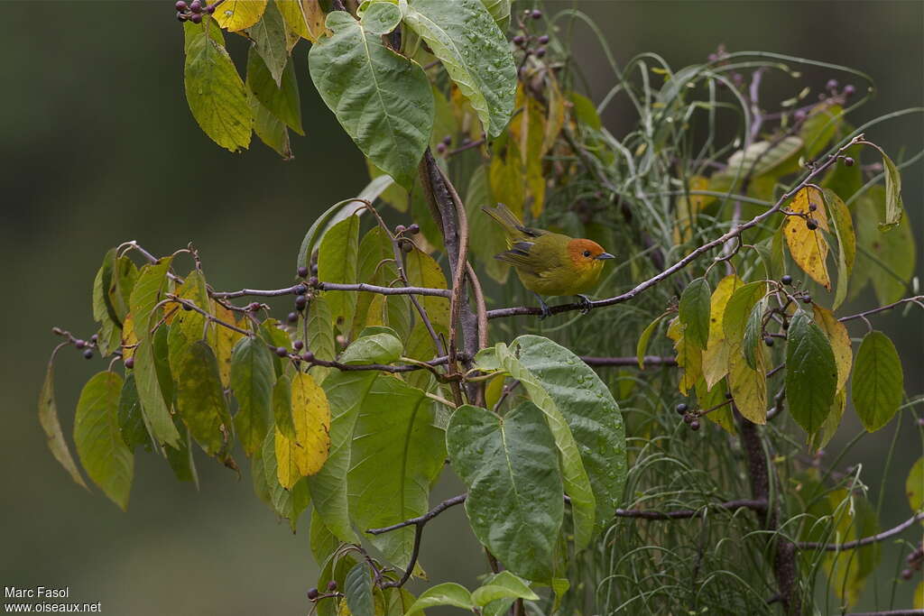 Rust-and-yellow Tanager male adult