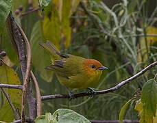 Rust-and-yellow Tanager