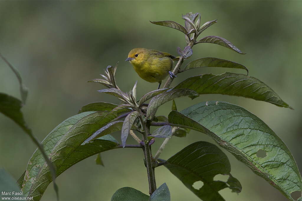 Tangara à ventre jaune femelle adulte, identification