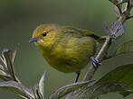 Tangara à ventre jaune