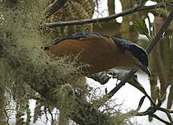 Tangara à ventre marron