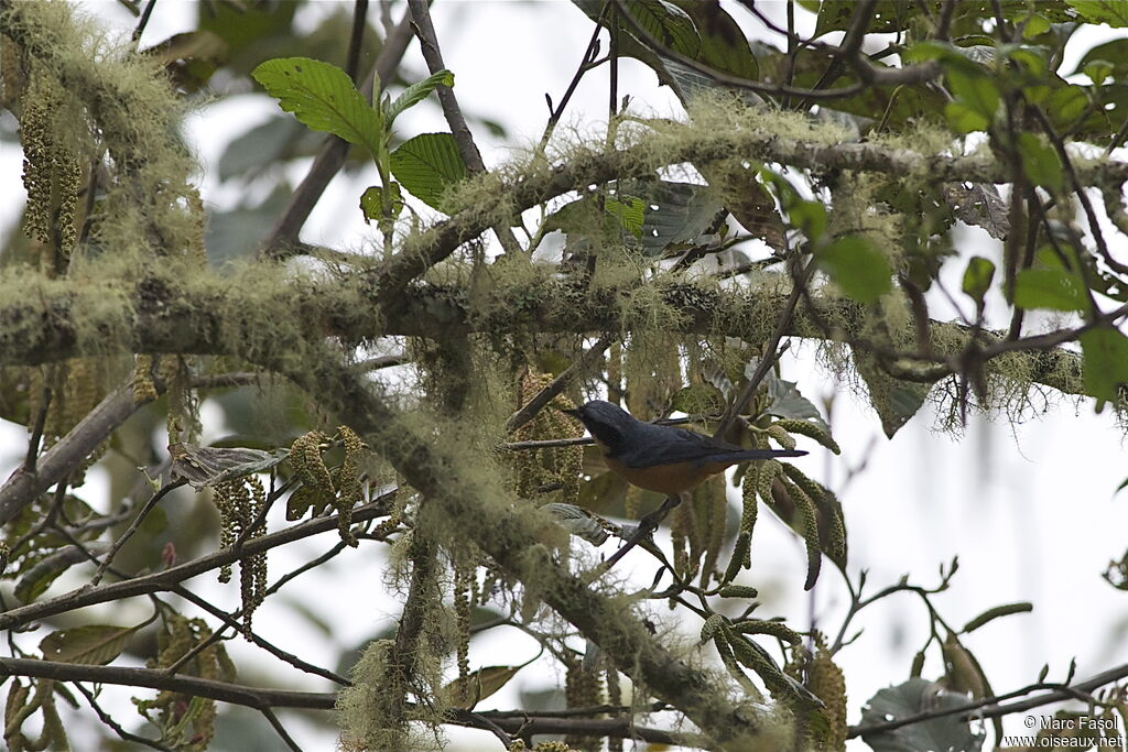 Tangara à ventre marronadulte, identification