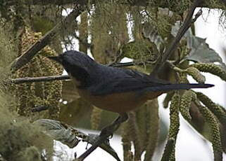 Tangara à ventre marron