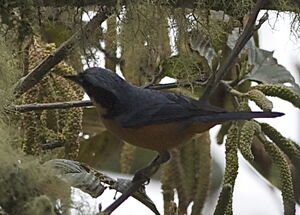 Tangara à ventre marron