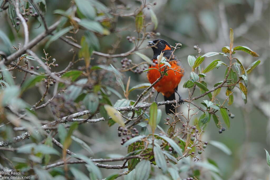 Scarlet-bellied Mountain Tanager male adult breeding, feeding habits, eats