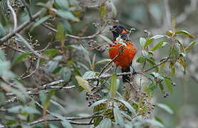 Scarlet-bellied Mountain Tanager