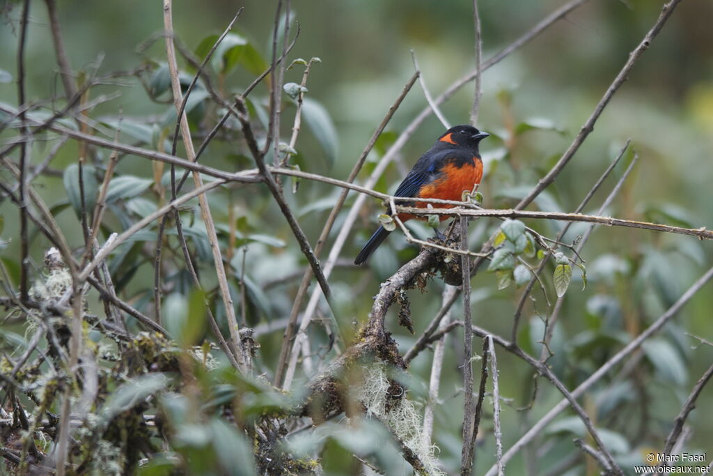 Scarlet-bellied Mountain Tanageradult, identification