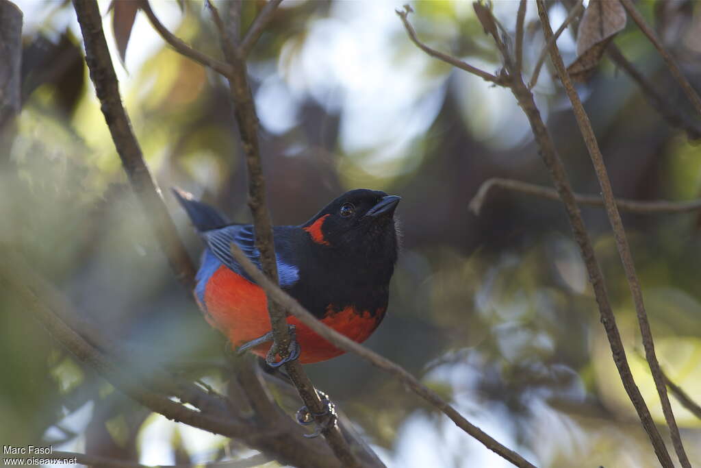 Scarlet-bellied Mountain Tanager male adult, close-up portrait