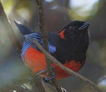 Scarlet-bellied Mountain Tanager