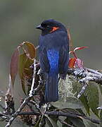 Scarlet-bellied Mountain Tanager