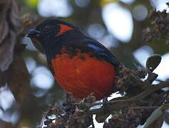 Scarlet-bellied Mountain Tanager