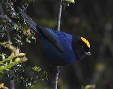 Golden-crowned Tanager