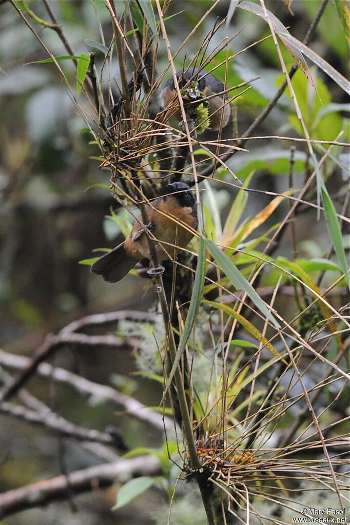 Tangara barbouilléadulte, identification, Comportement