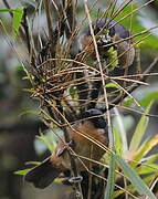 Black-eared Hemispingus