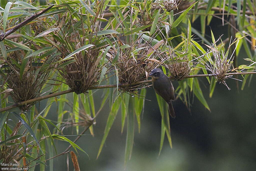 Black-eared Hemispingusadult, habitat, Behaviour