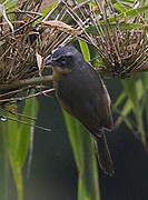 Black-eared Hemispingus