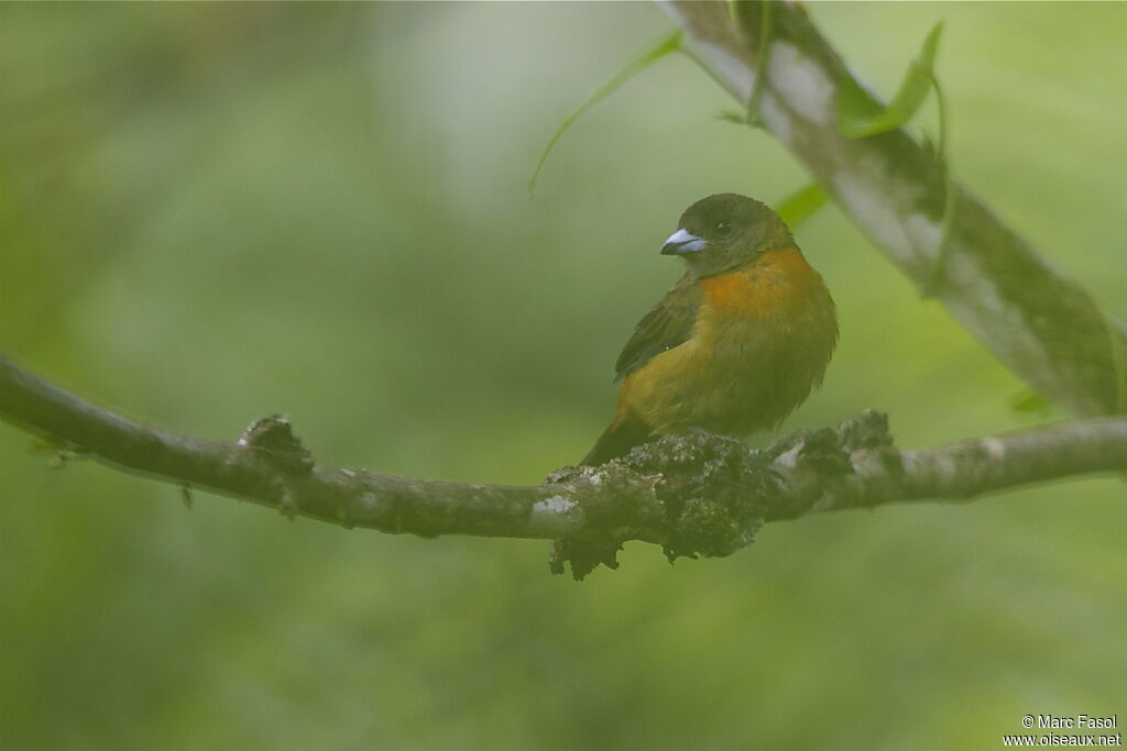 Scarlet-rumped Tanager (costaricensis) female adult, identification